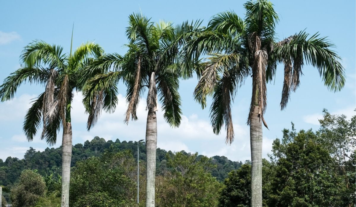 Palma Botella, Palma Real - Vista 3